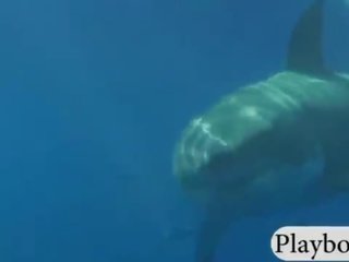 섹시한 굉장한 아가씨 수영 와 그만큼 shark 과 같은 snowboarding