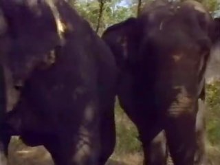 新纶 在 啦 regina degli elefanti (a.k.a. 该 女王 的 elephants) - 现场 #1